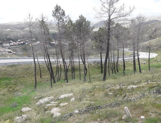 Foto 3 Paisagem Queimada 2017