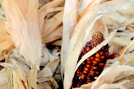 1.sementesmilho-SaraBaga